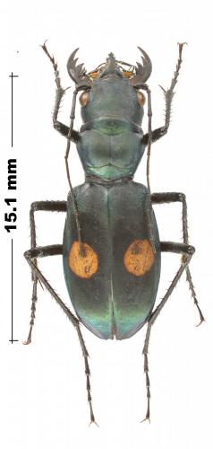 Réf. 244 401 : Pseudoxycheila chaudoiri